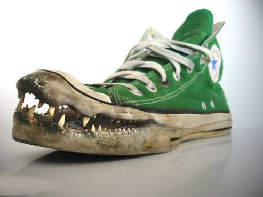 church growth consultants alligator shoes